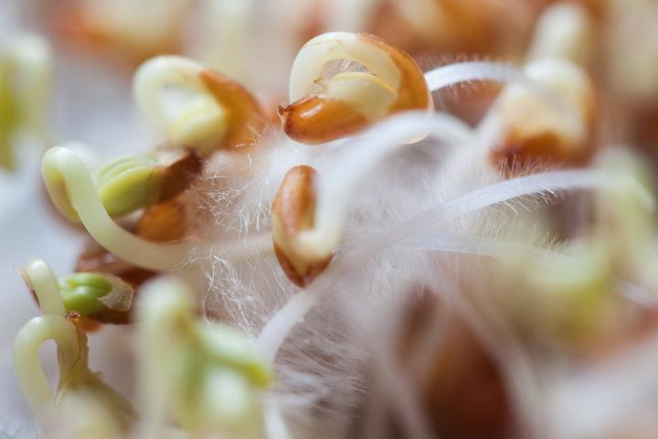 cress-253796_1280_full_width.jpg